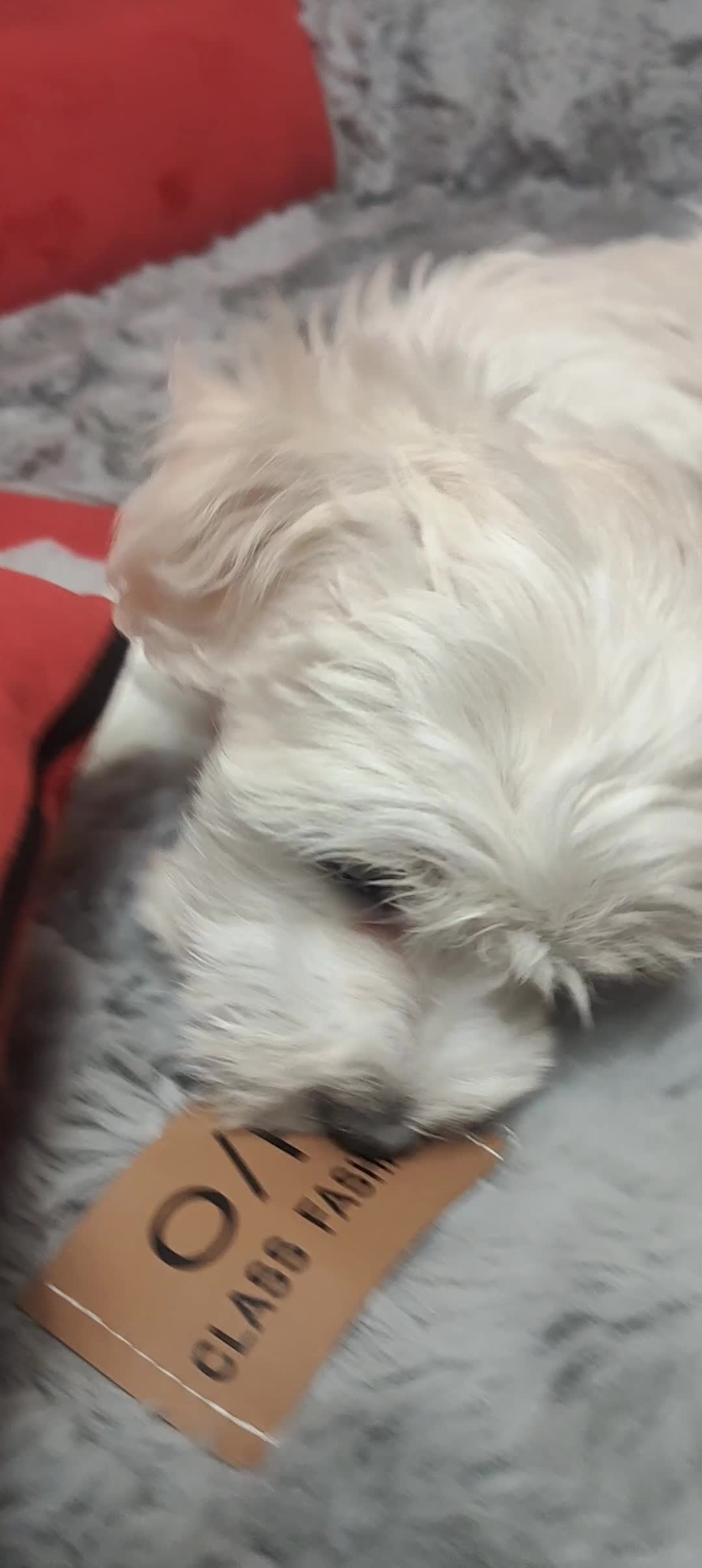 Mixed Breed dogs for sale: Maltese  - Video 1