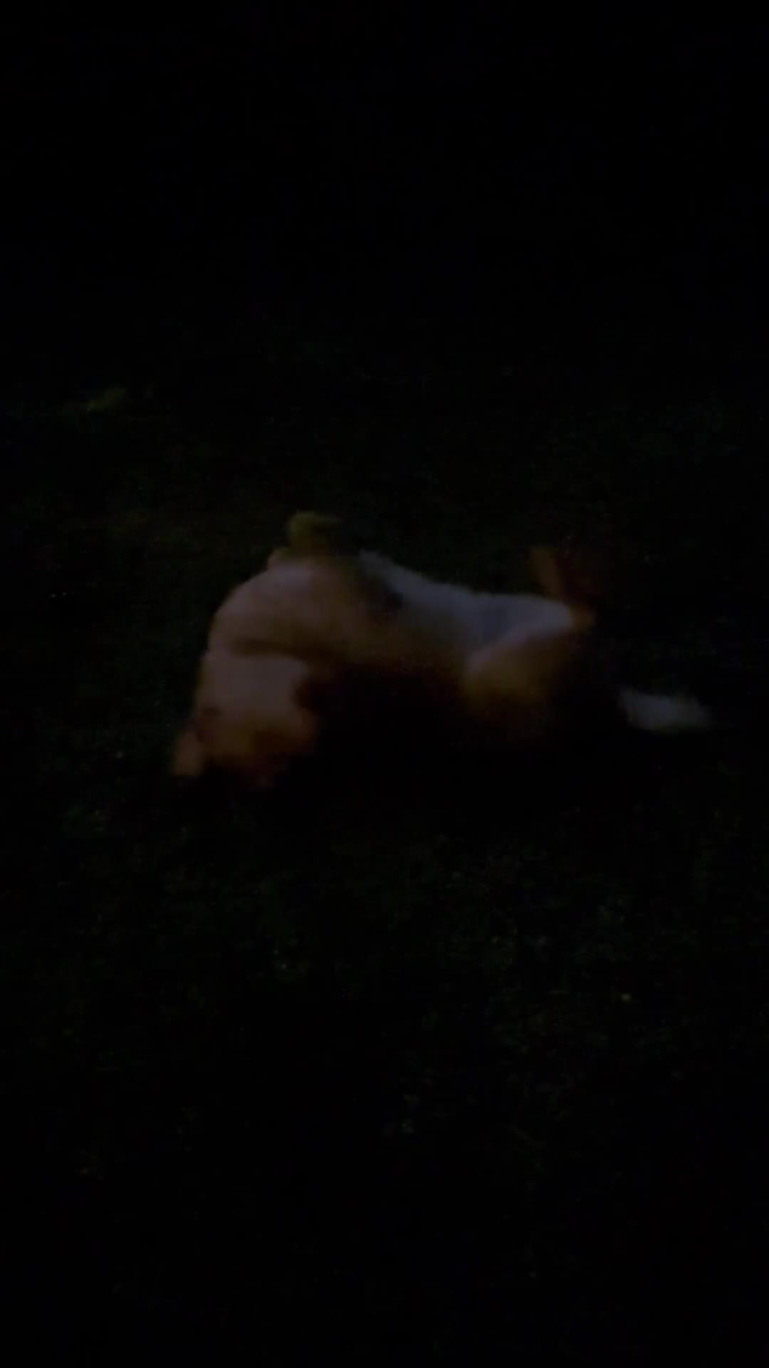 Mixed Breed dogs for sale: 3 year old lab male - Video 2