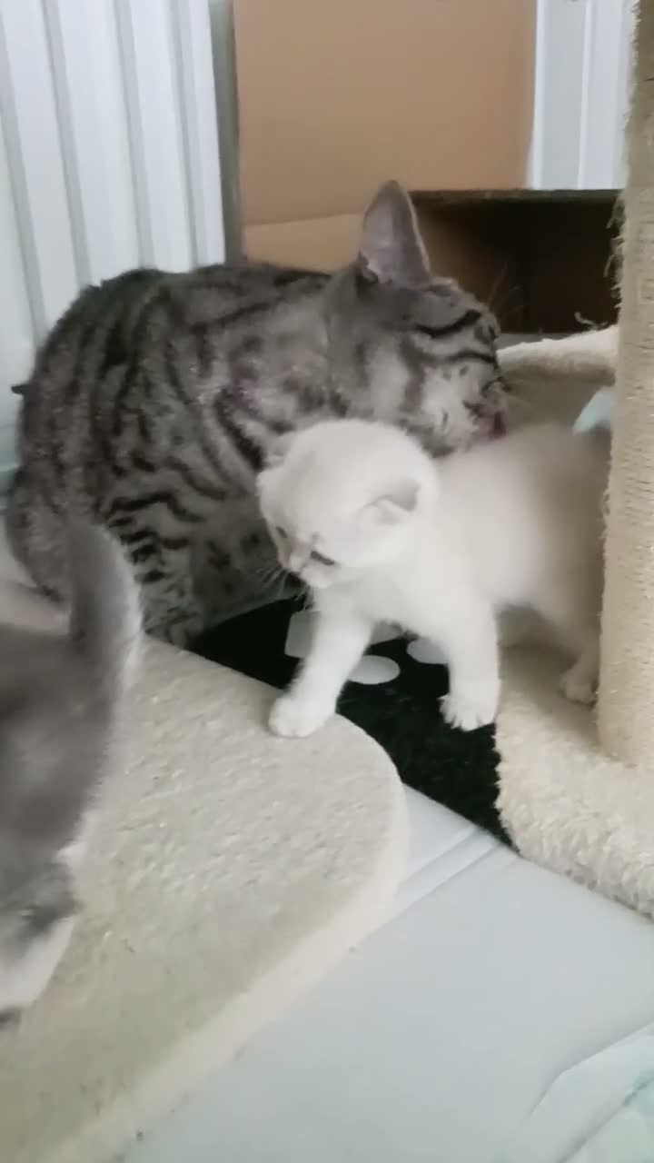British Shorthair cats for sale: Lovely kittens  - Video 2