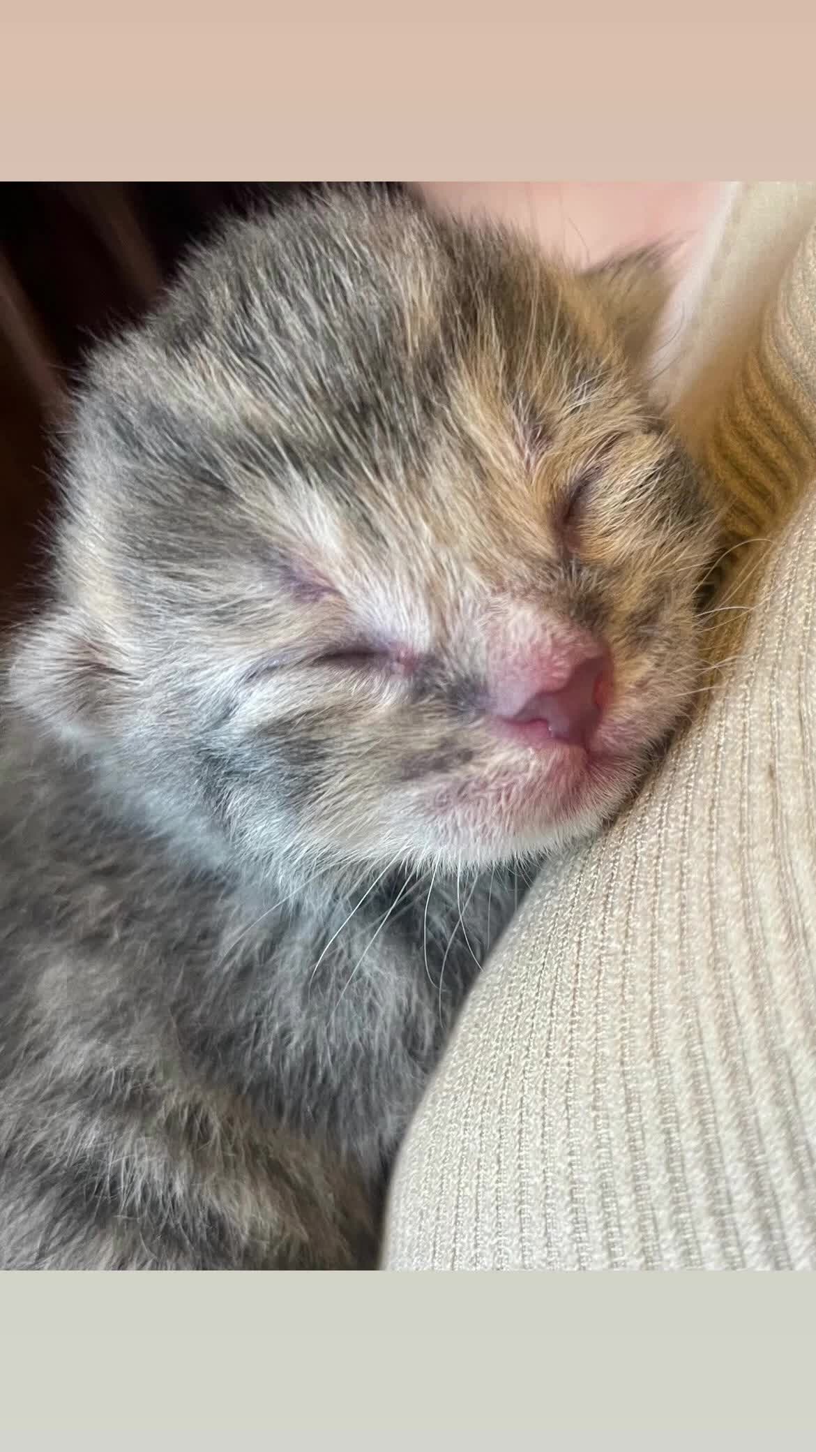 British Shorthair cats for sale: 6 beautiful kittens  - Video 1