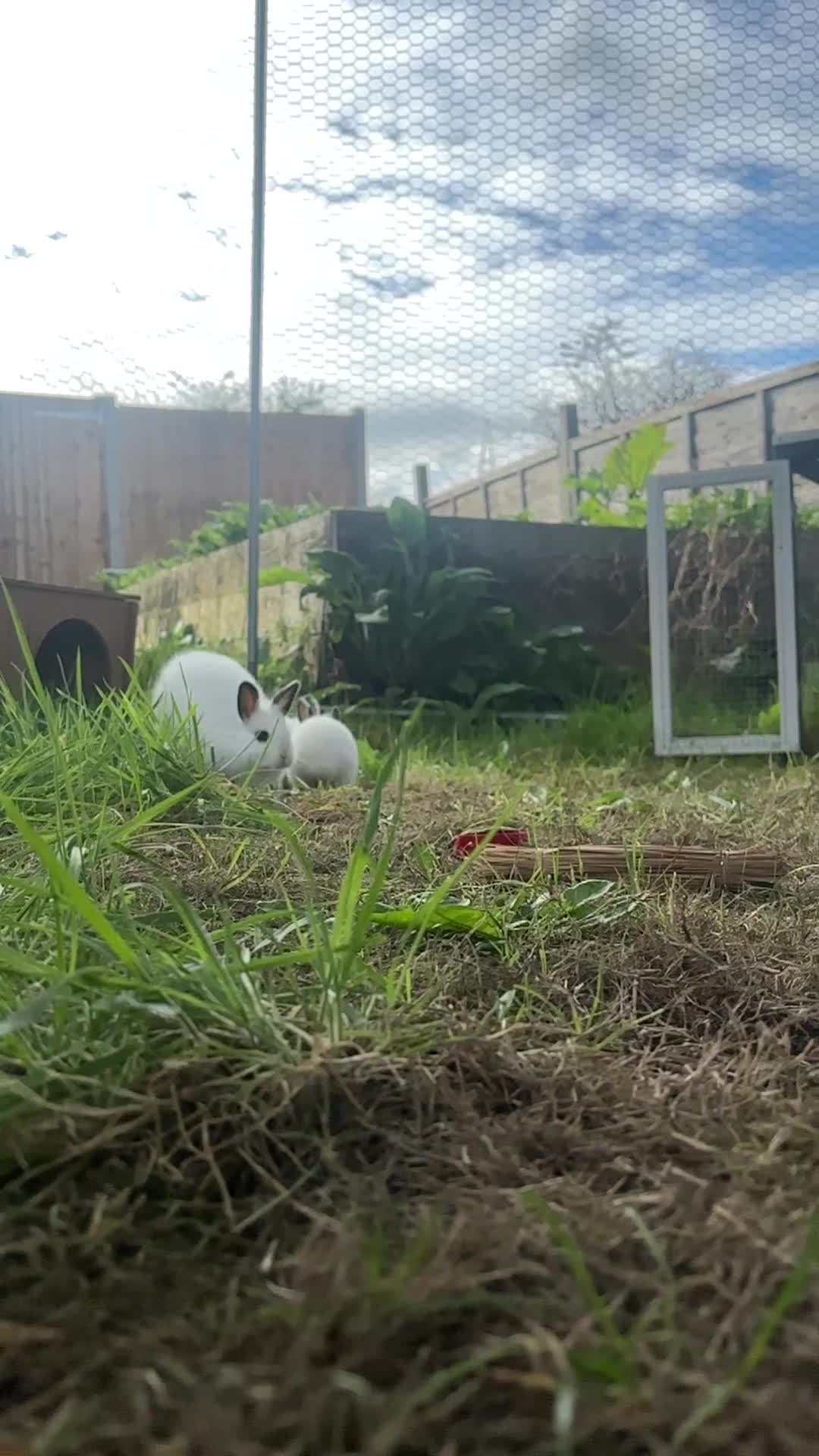 Mixed Breed rabbits for sale: Adorable Baby Lionhead Mix Bunnies - Video 2