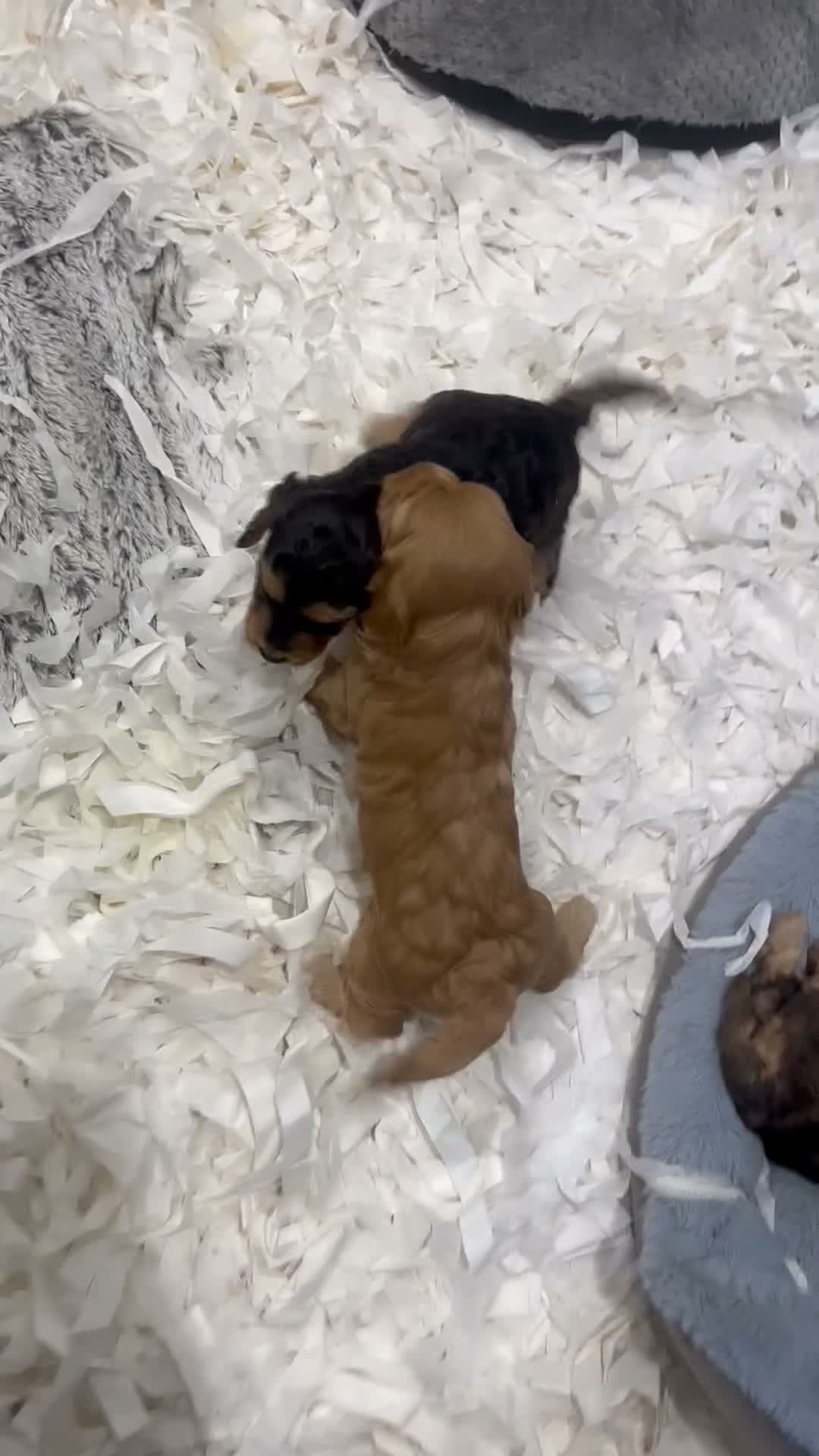 Mixed Breed dogs for sale: Beautiful Cockalier Puppies  - Video 1