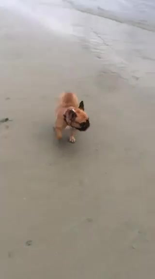 French Bulldog dogs for stud: Philippine Champion French Bulldog at Stud. KC Reg - Video 1