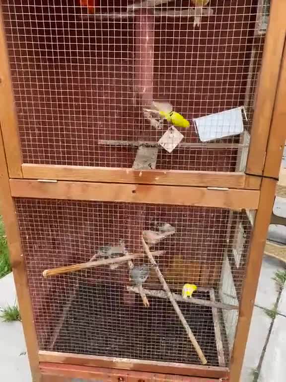 Canaries birds for sale: 10 different beautiful singing canaries for sale   - Video 1