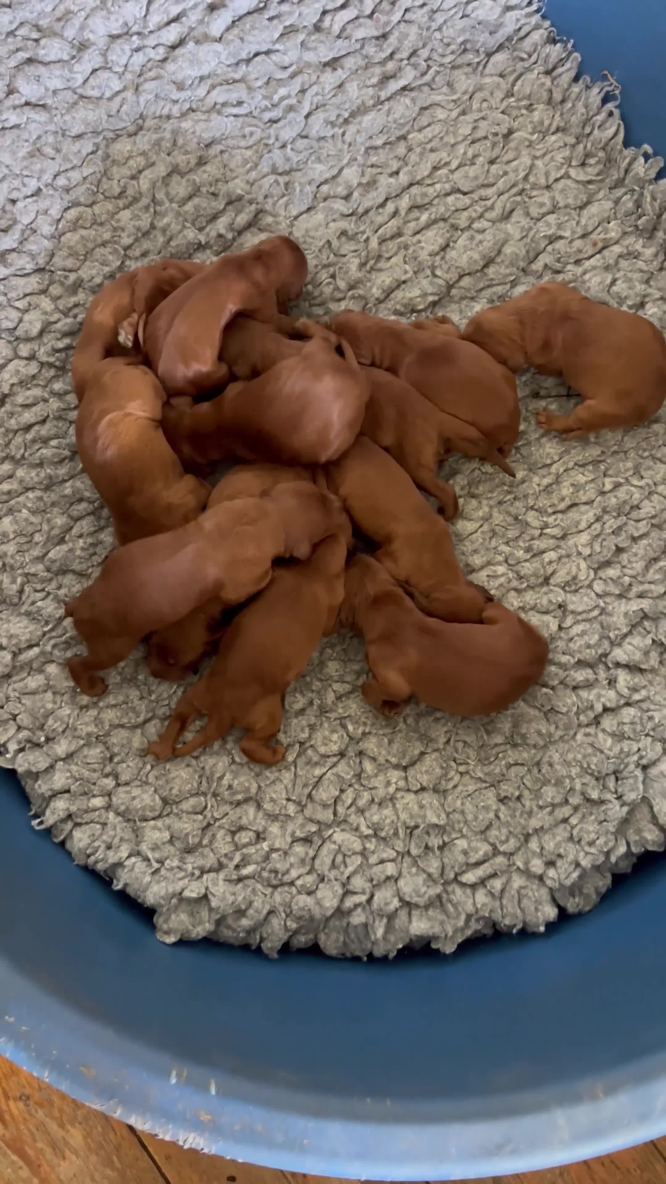 Irish Setter dogs for sale: Quality IRISH SETTER Puppies - Video 1