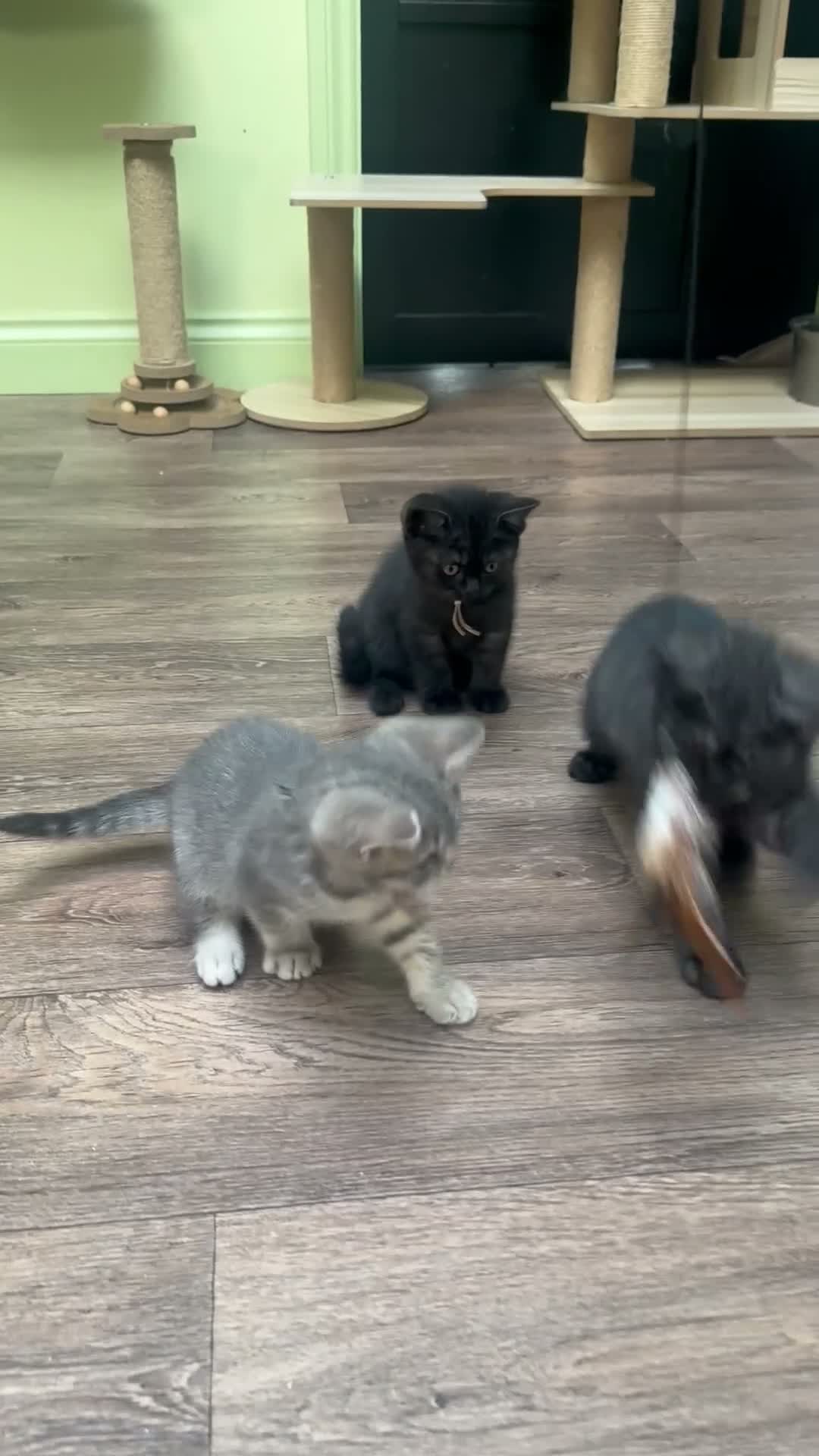 British Shorthair cats for sale: Ready for rehoming BSH / Scottish striaghts - Video 3