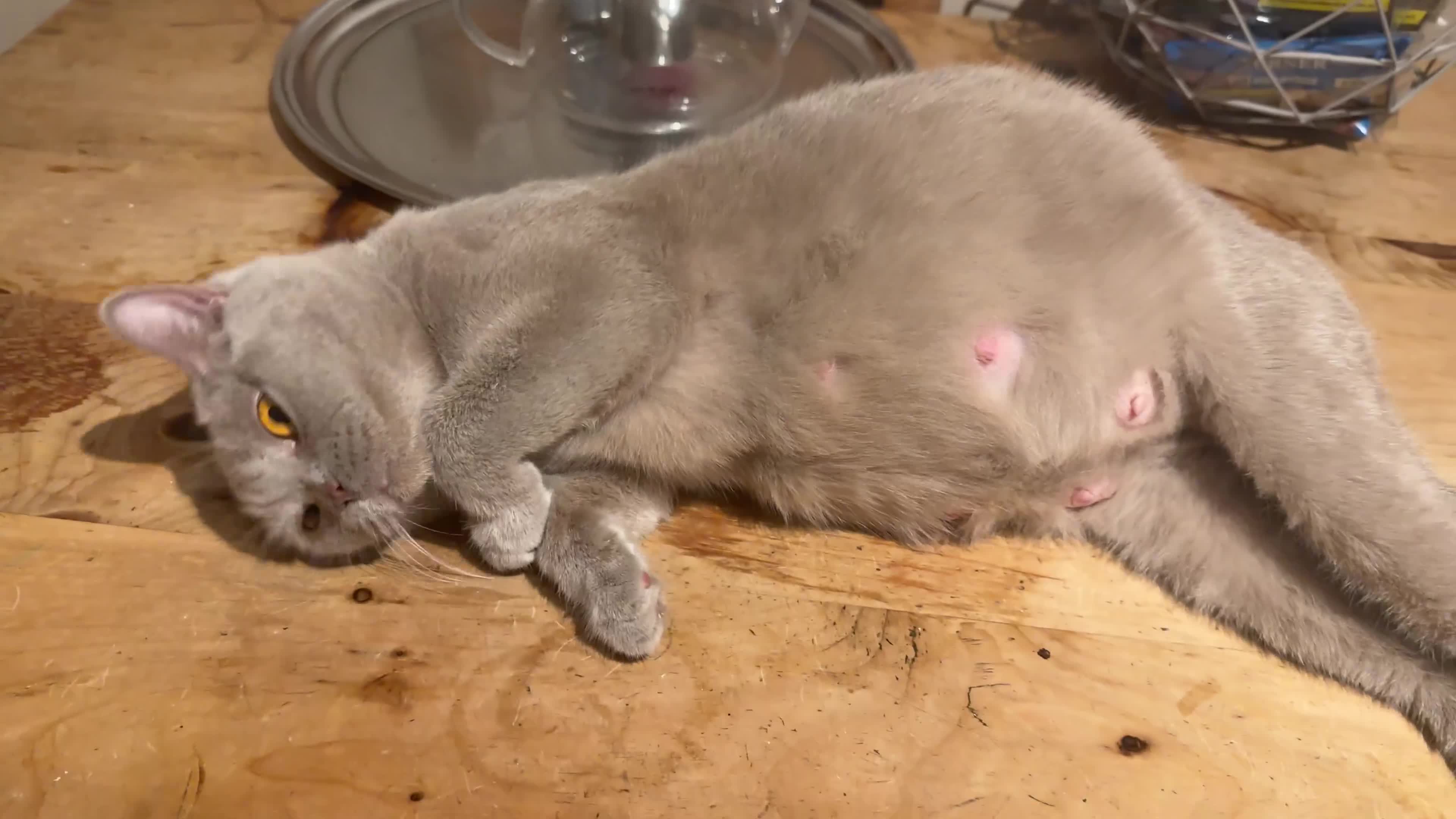 British Shorthair cats for sale: Lilac BSH kittens  - Video 3