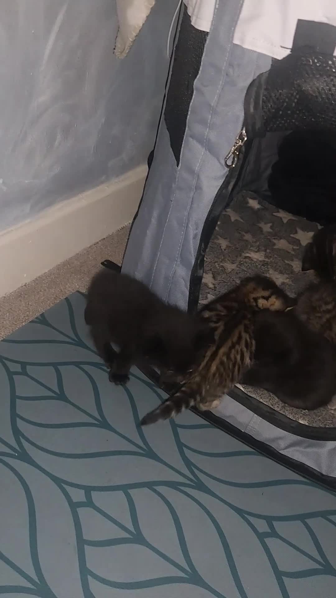Bengal cats for sale: Bengal mix and 2 black fluffys - Video 1