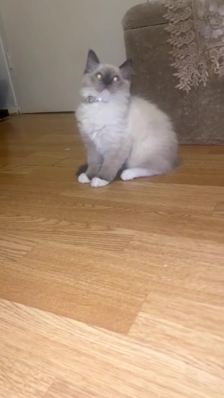 Ragdoll cats for sale: Ragdol - Video 1