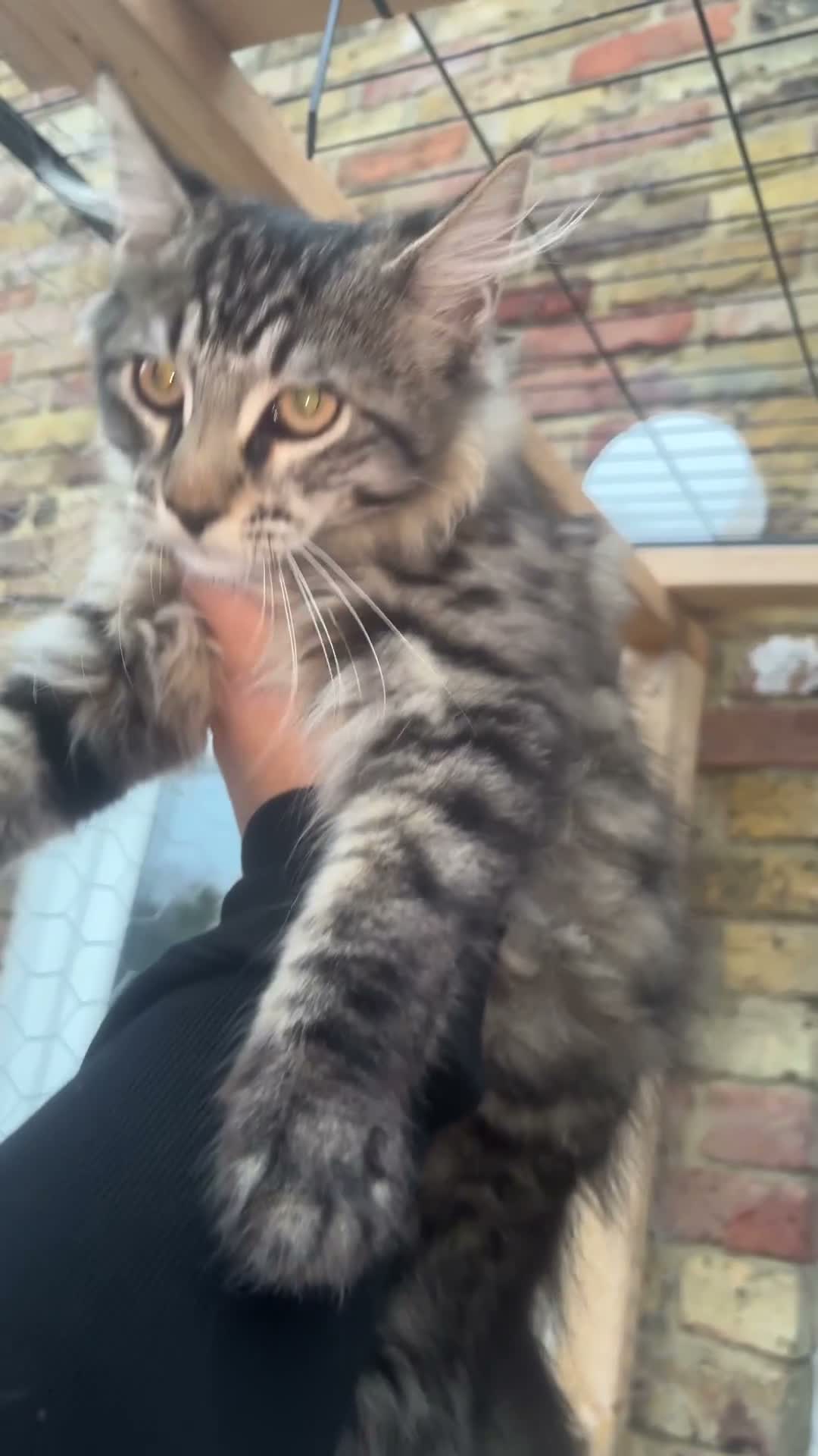Maine Coon cats for sale: Stunning Mainecoon Kittens  - Video 1