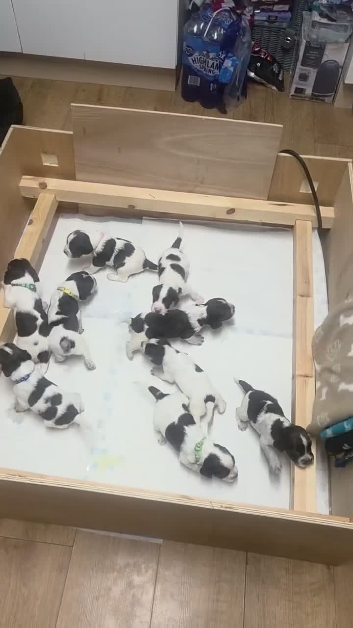 Sprocker dogs for sale: Sprocker puppies in Cowdenbeath - Video 1