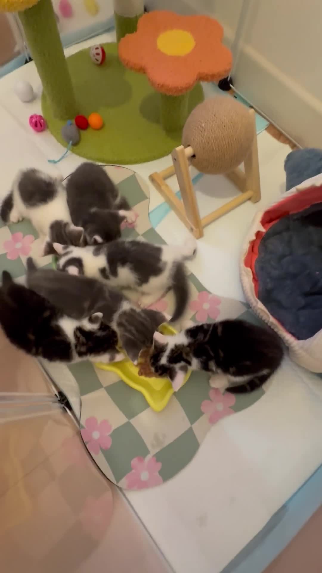 Siamese cats for sale: Mummy Sonny  - Video 2