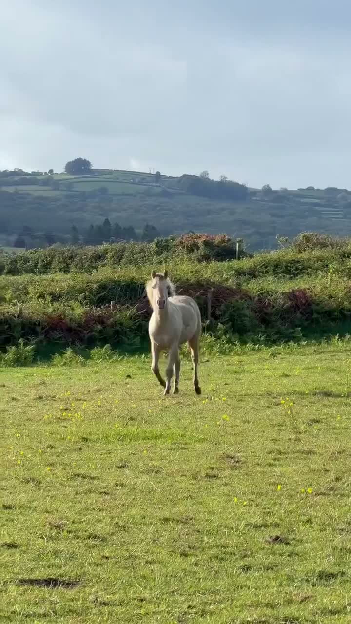 Connemara horses for sale: Zinnia-Champagne QH x Connemara Filly - Video 1