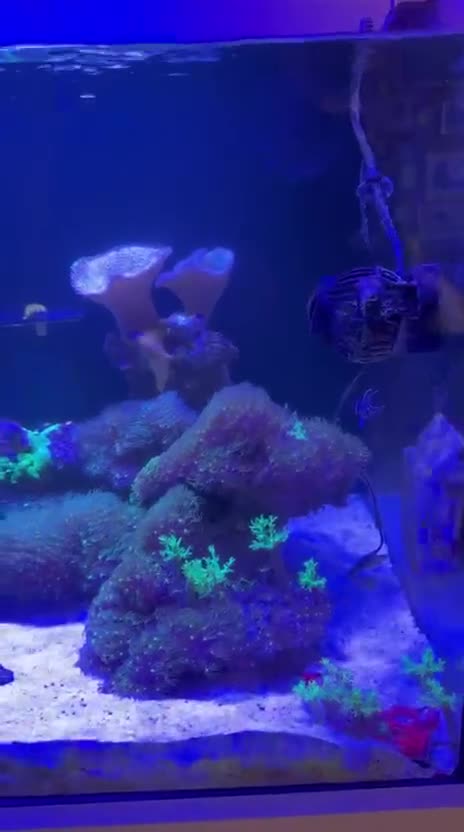 Other/Mixed Breed fish for sale: Full set up Marine fish tank - Video 2