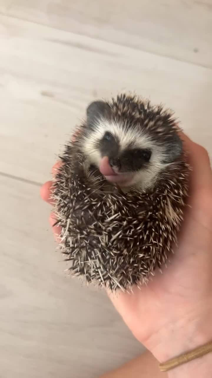 Pygmy Hedgehog rodents for sale: Gorgeous APH blaze hoglet - Video 1