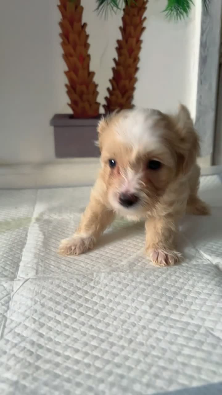 Maltipoo dogs for sale: Maltipoo puppies  - Video 3