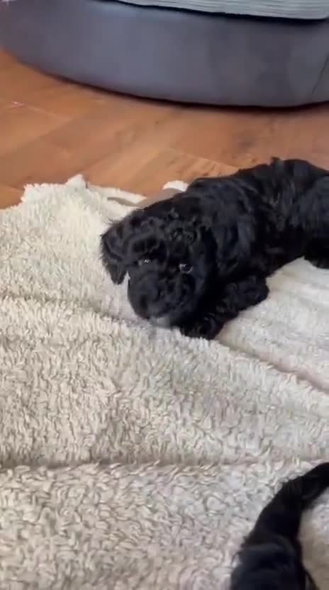 Maltipoo dogs for sale: Female Maltipoo puppy! - Video 1