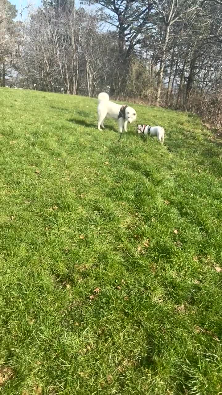Japanese Akita Inu dogs for sale: Japanese Akita  - Video 1