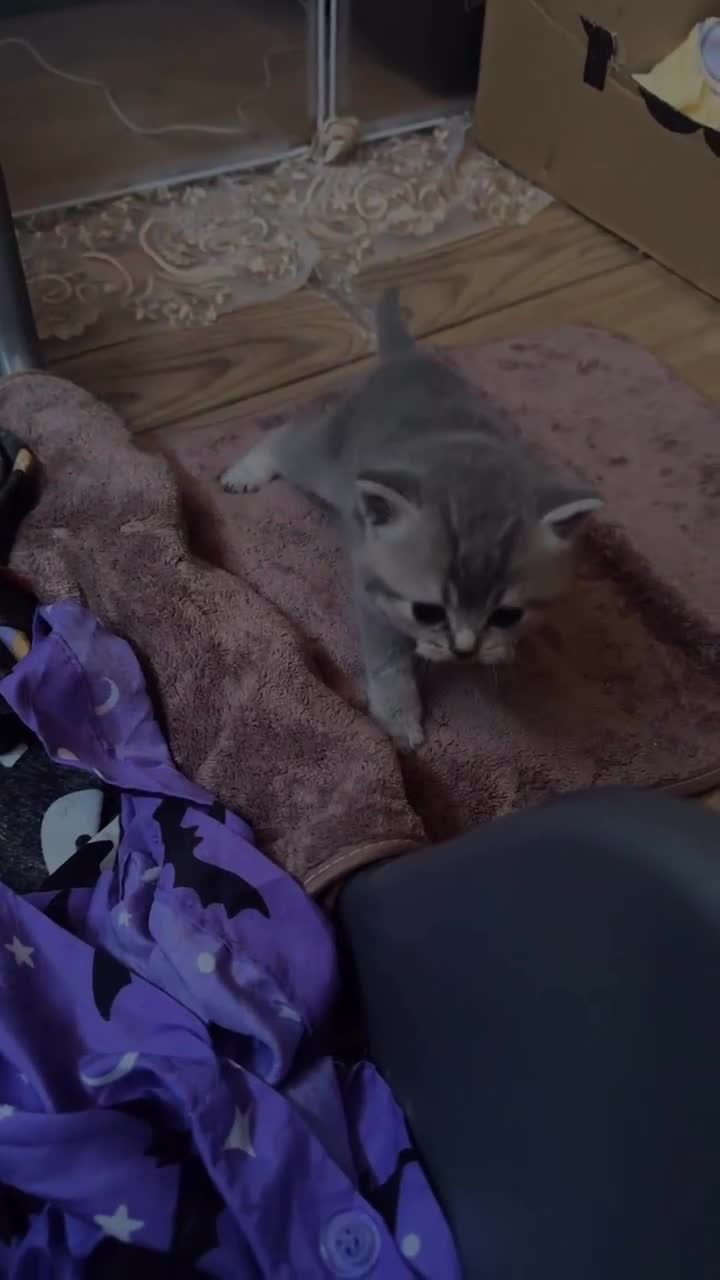 British Shorthair cats for sale: British shorthair kittens in Edinburgh - Video 3