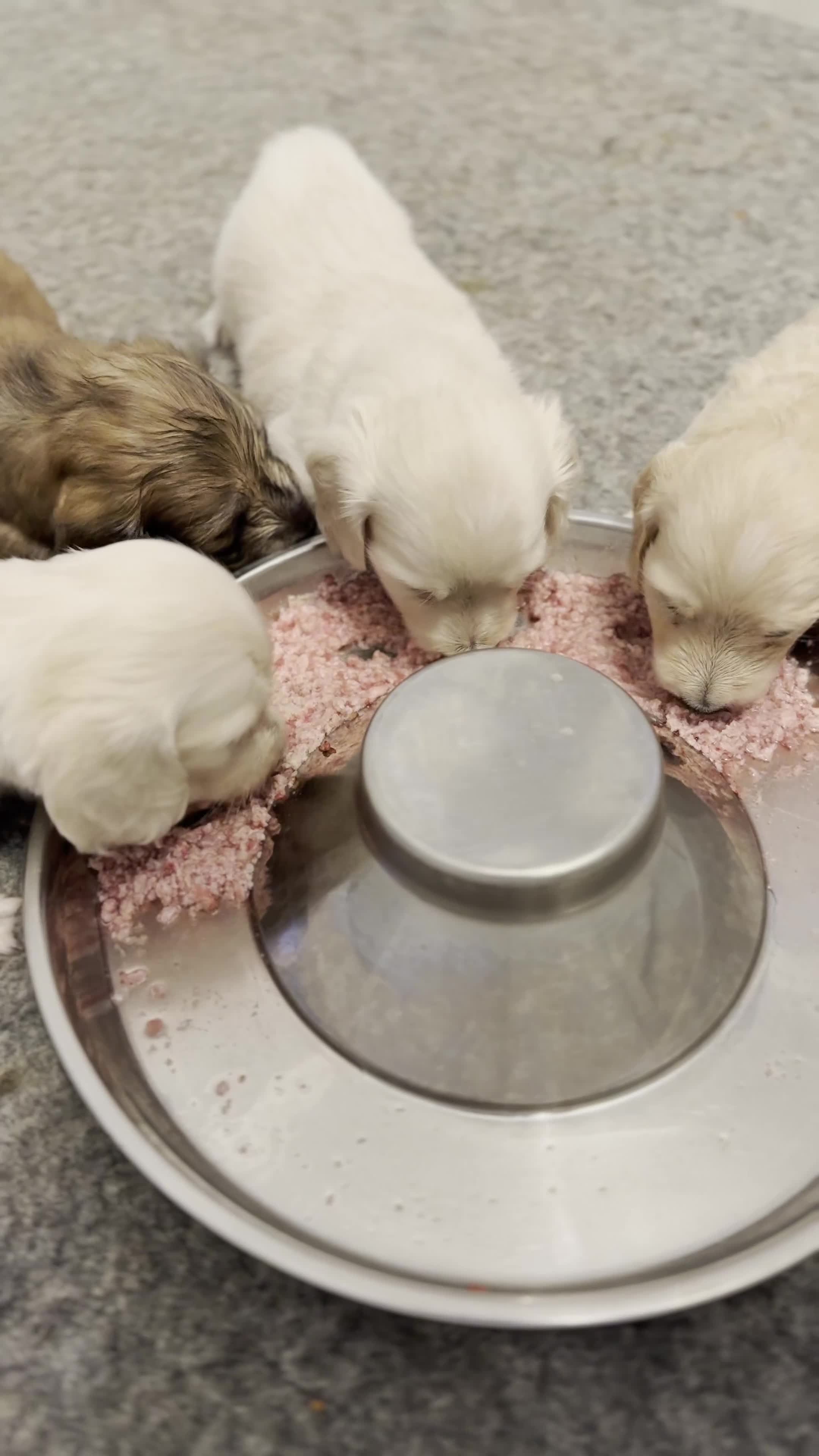 Miniature Dachshund dogs for sale: KC Registered Cream Miniature Dachshund Puppies🐶 - Video 2