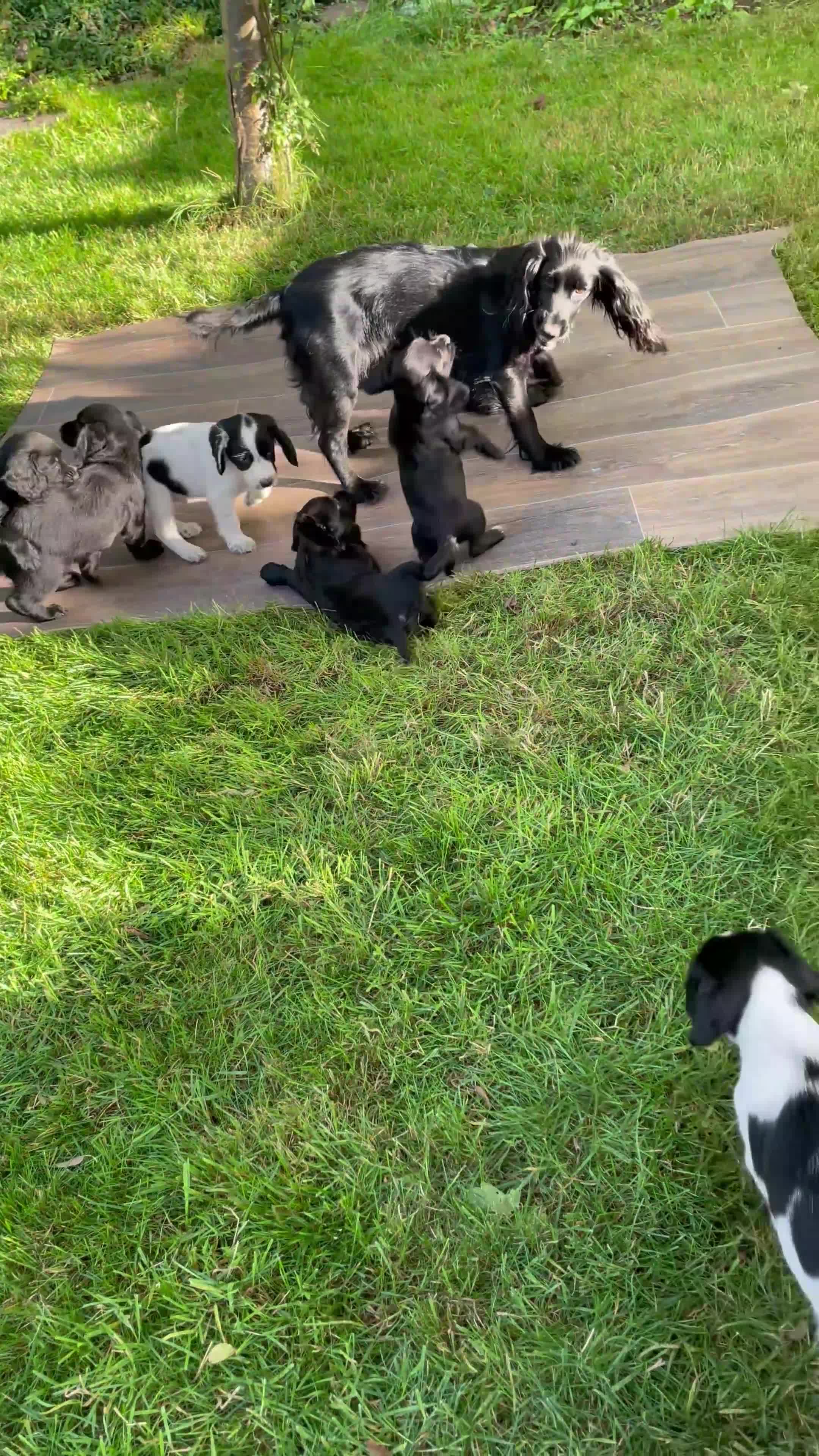Cocker Spaniel dogs for sale: KC REG FIELD TRIAL SIRED COCKER SPANIEL PUPPIES  - Video 1