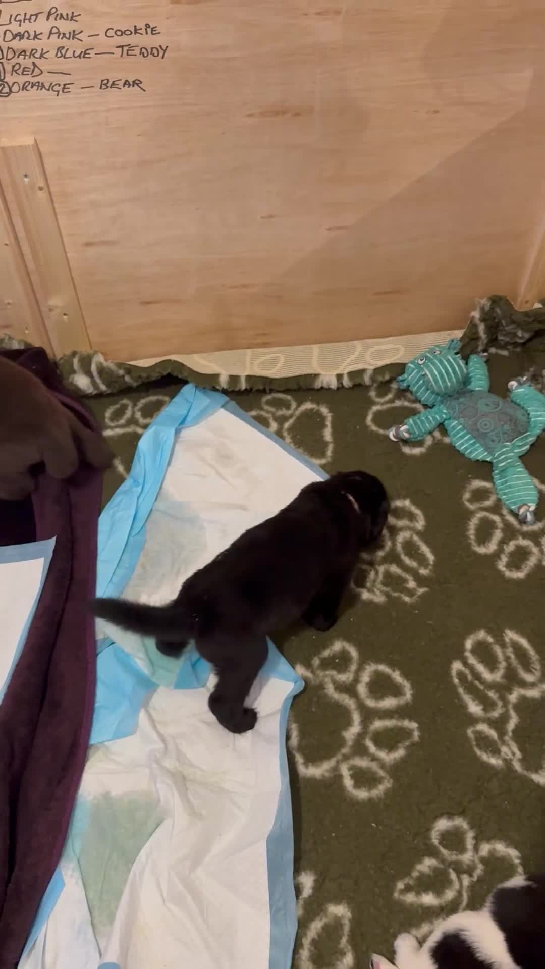 Newfoundland dogs for sale: Pure Newfoundland Puppies - Video 3