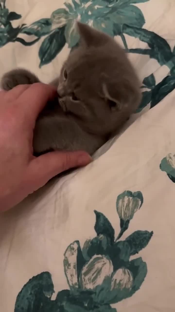 British Shorthair cats for sale: Our last gorgeous girl - Video 1