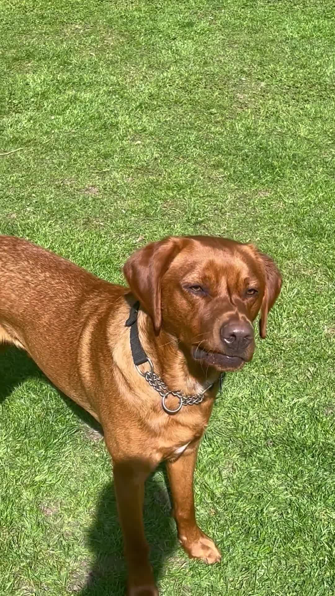 Labrador Retriever dogs for sale: 15 Month old Fox Red Male Labrador in King's Lynn - Video 1