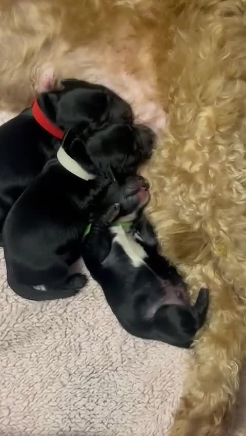 Mixed Breed dogs for sale: Yorkiepoo puppies  - Video 2