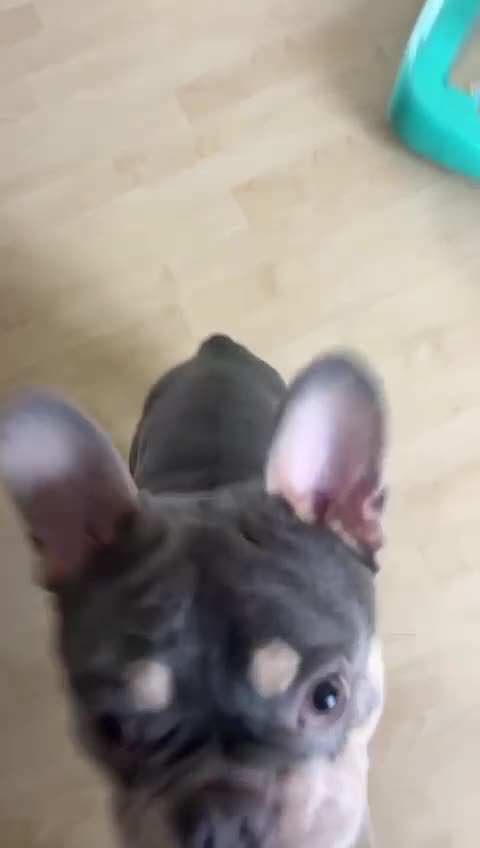 French Bulldog dogs for sale: Loving Male French Bulldog - Video 2