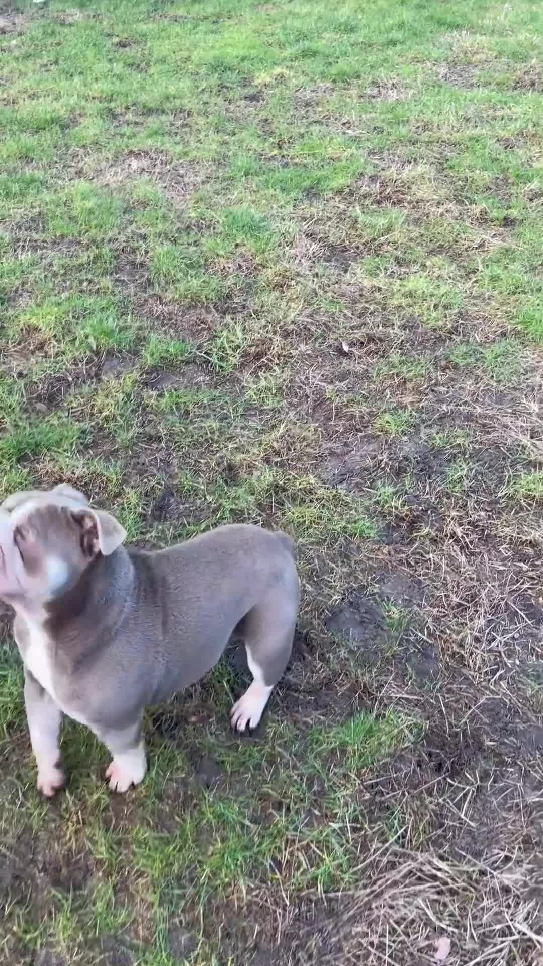 English Bulldog dogs for sale: Beautiful English bulldog female - Video 1