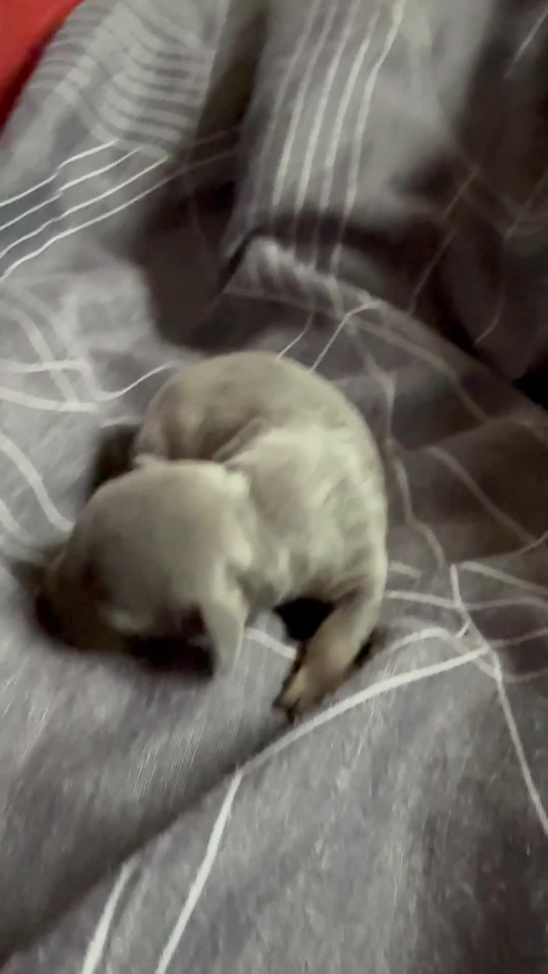 Miniature Dachshund dogs for sale: Tiny miniature dachshund  - Video 5