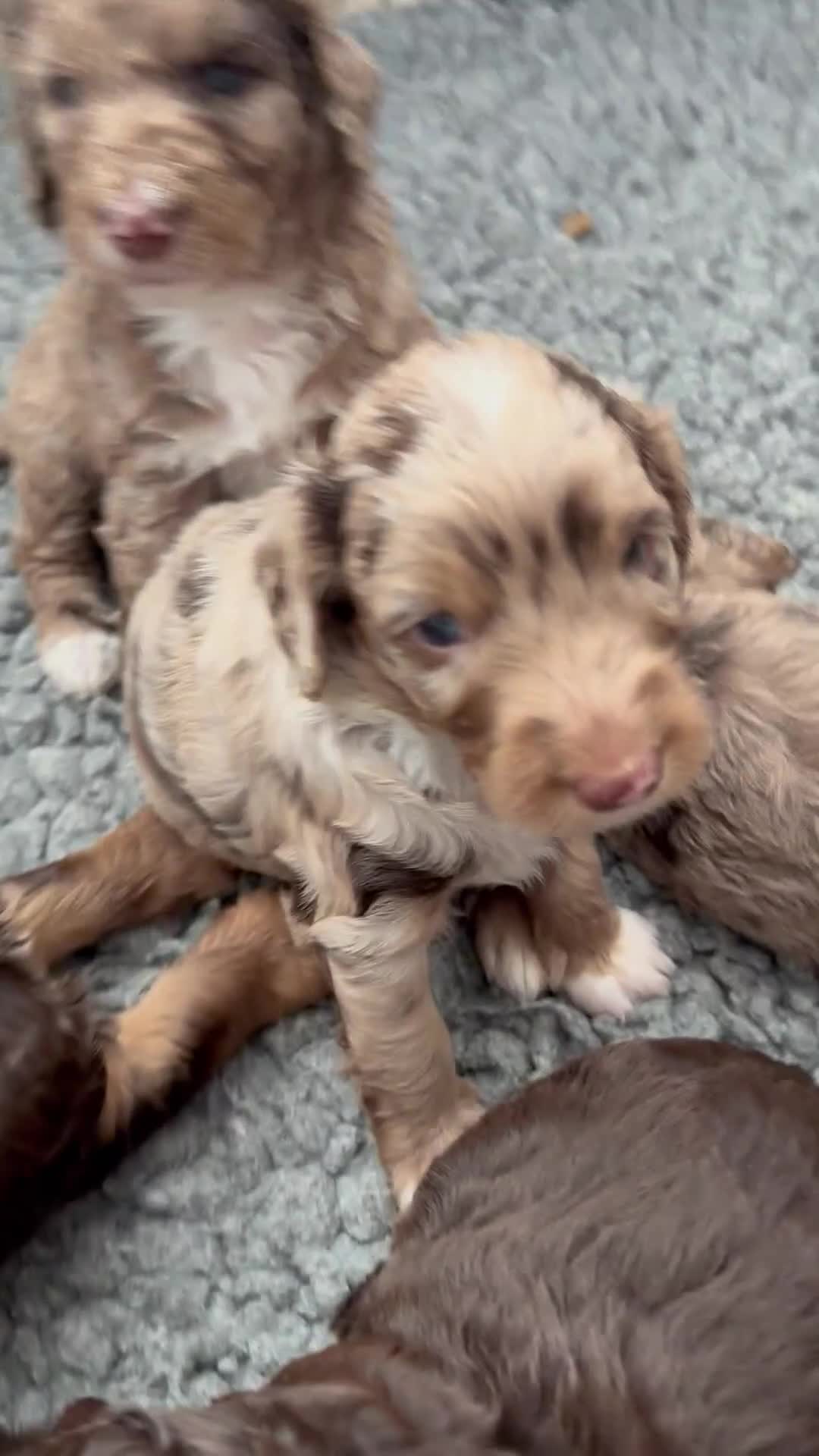 Cockapoo dogs for sale: Beautiful Merle cockapoo puppies ready 19th August - Video 3