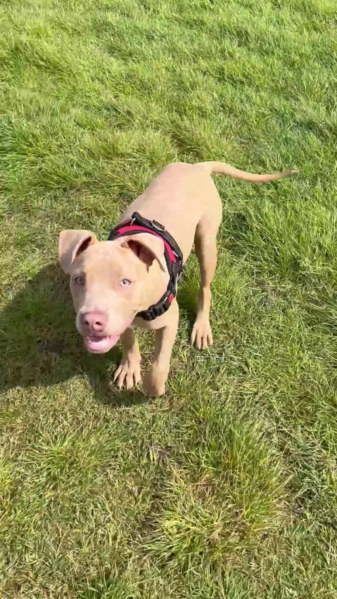 Mixed Breed dogs for sale: female puppy - 6 Months - Video 1