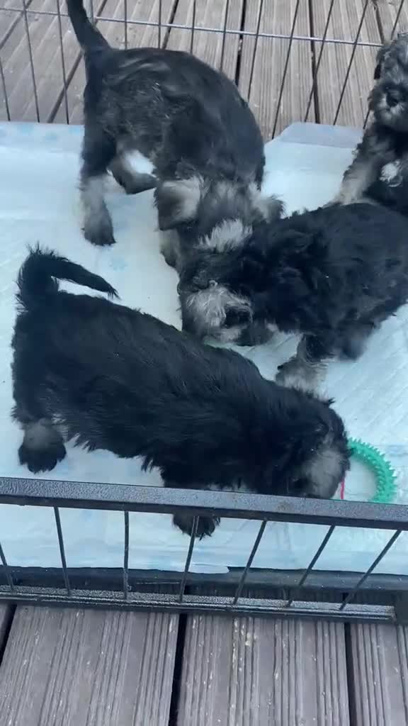 Miniature Schnauzer dogs for sale:  Cutest miniature schnauzer puppies  - Video 2