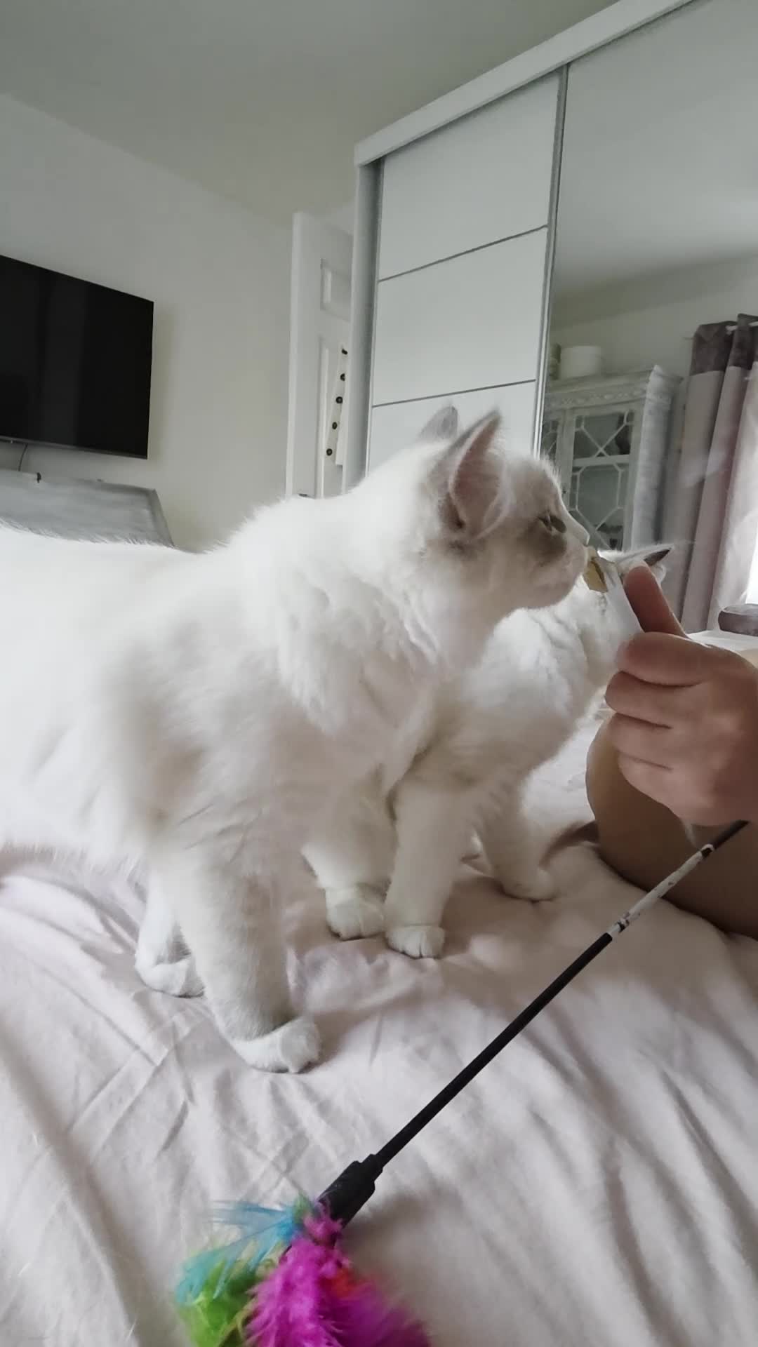 Ragdoll cats for sale: Ragdoll kittens are looking for forever home  - Video 5