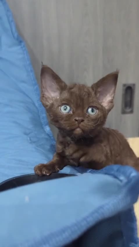 Devon Rex cats for sale: Adorable GCCF Registered DevonRex Kittens FOR SALE - Video 1