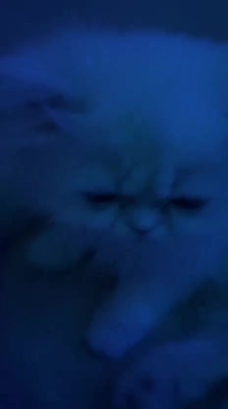 Persian cats for sale: ꨁ 🍃 ҉🌺☆ EXOTIC LONG HAIR PERSIAN  - Video 1