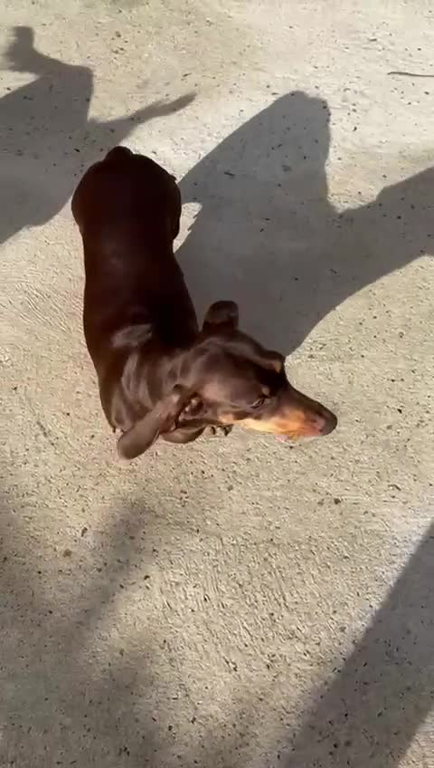 Miniature Dachshund dogs for sale:  Miniature Dachshund – Chocolate & Tan Re-homeing  - Video 2