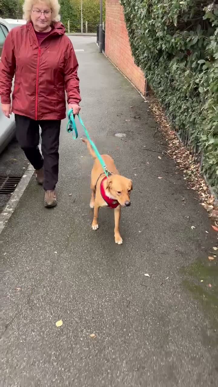 Mixed Breed dogs for adoption: Caesar for adoption in Leighton Buzzard - Video 2