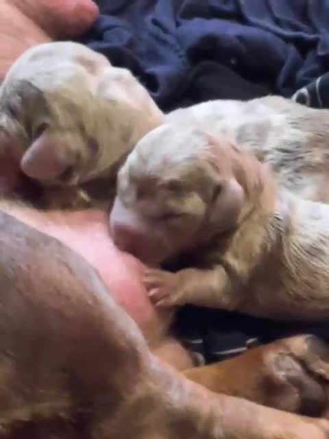Miniature Dachshund dogs for stud: For stud my boy Dinky  in Alfreton - Video 1
