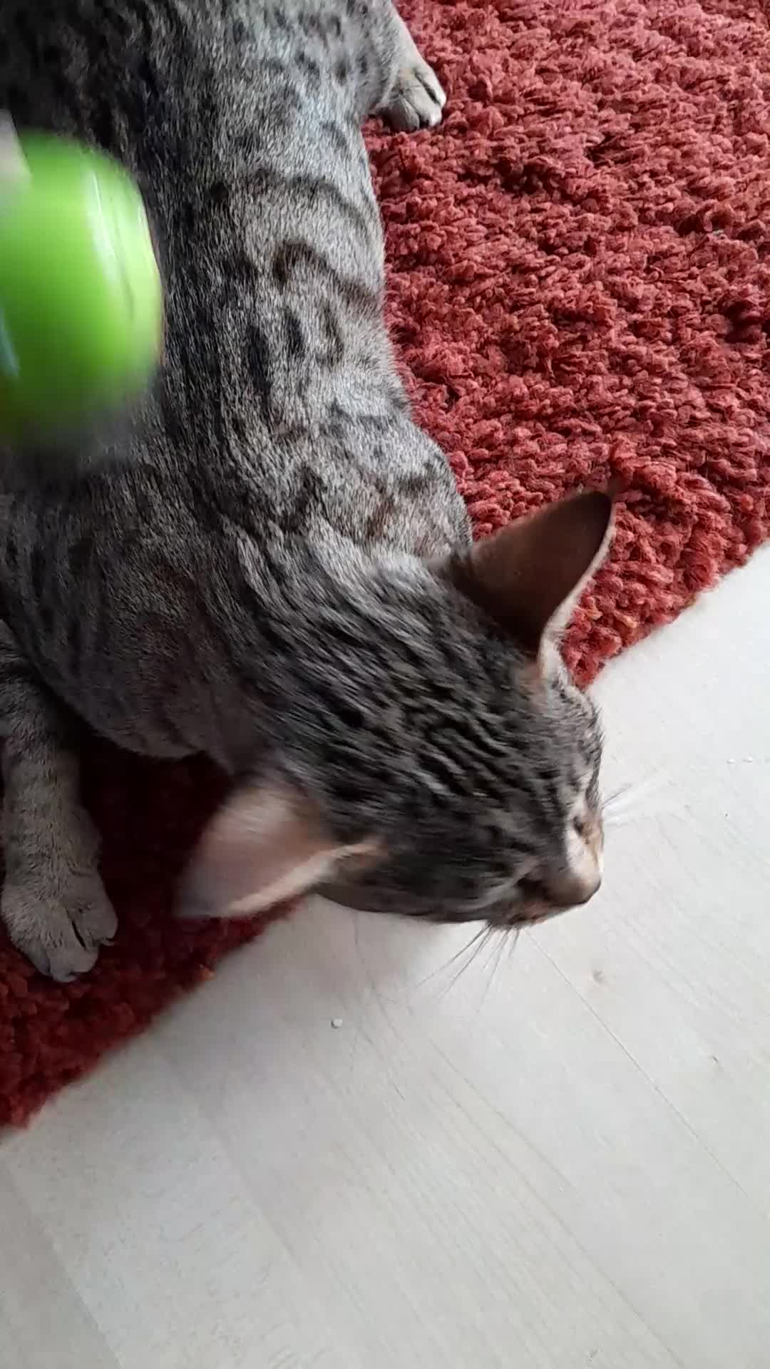 Savannah cats for sale: TICA Reg Full Pedigree F3 Savannah Lady - Video 3