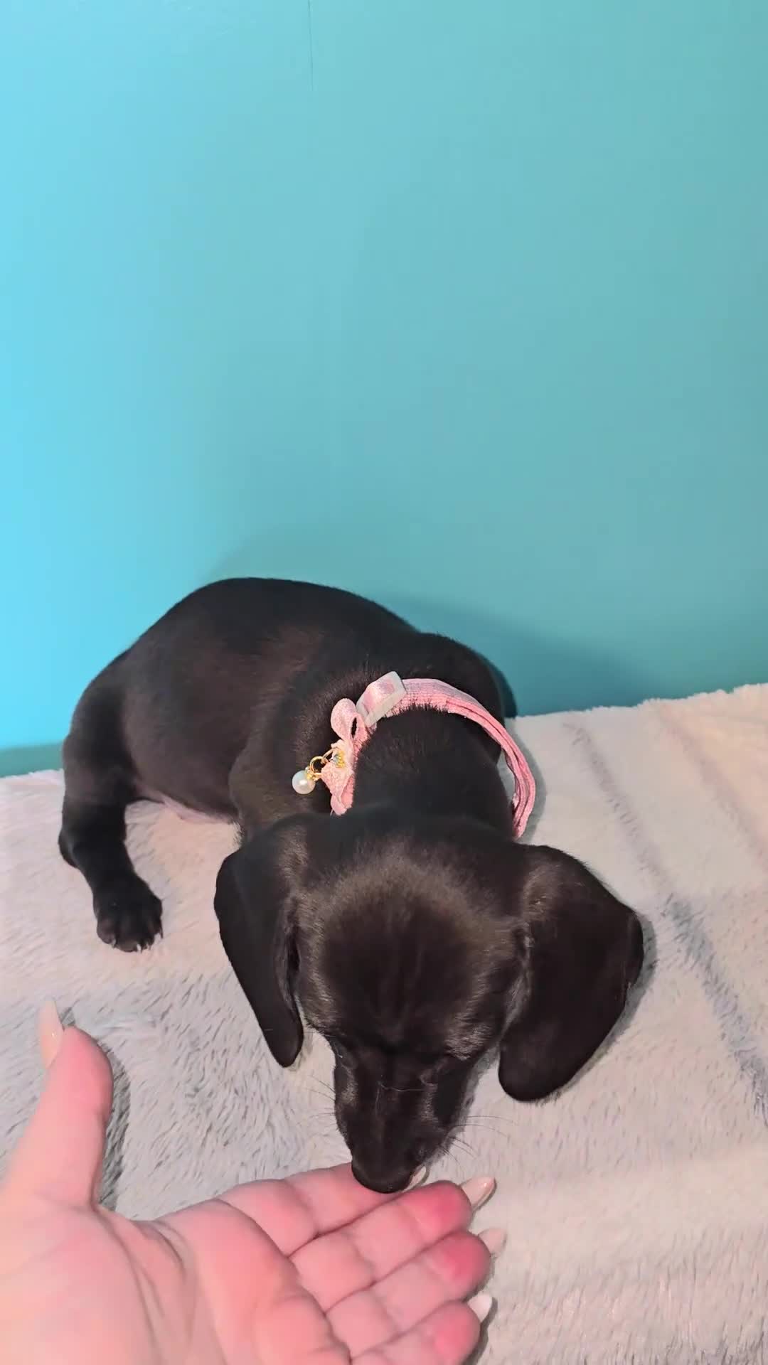 Miniature Dachshund dogs for sale: REDUCED✨️ RTG NOW✨️SOLID COLOURS✨️ MINI DACHSHUNDS - Video 1