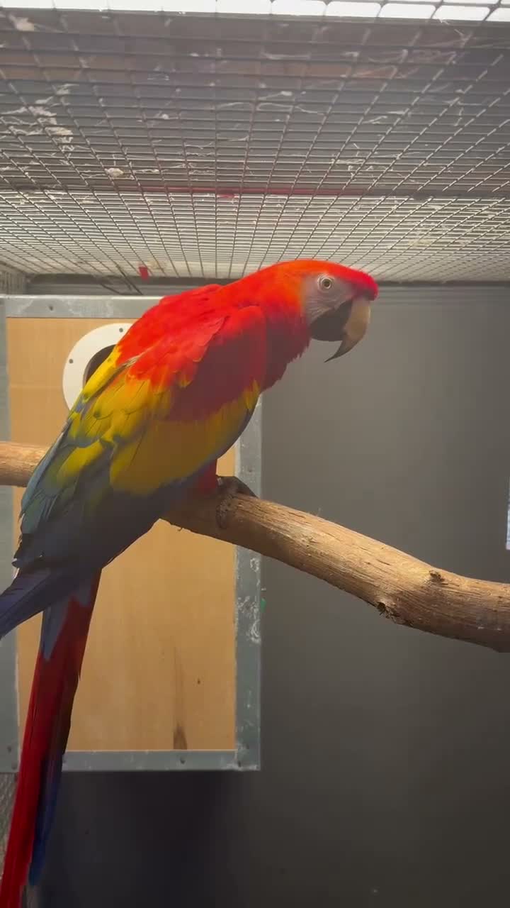 Macaws birds for sale: Wanted female Scarlett macaw - Video 1
