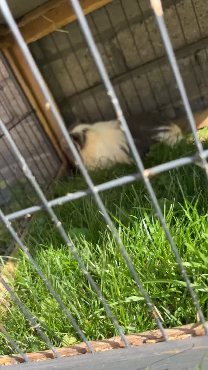 Guinea Pig rodents for sale: 2 male guinea pigs  - Video 3