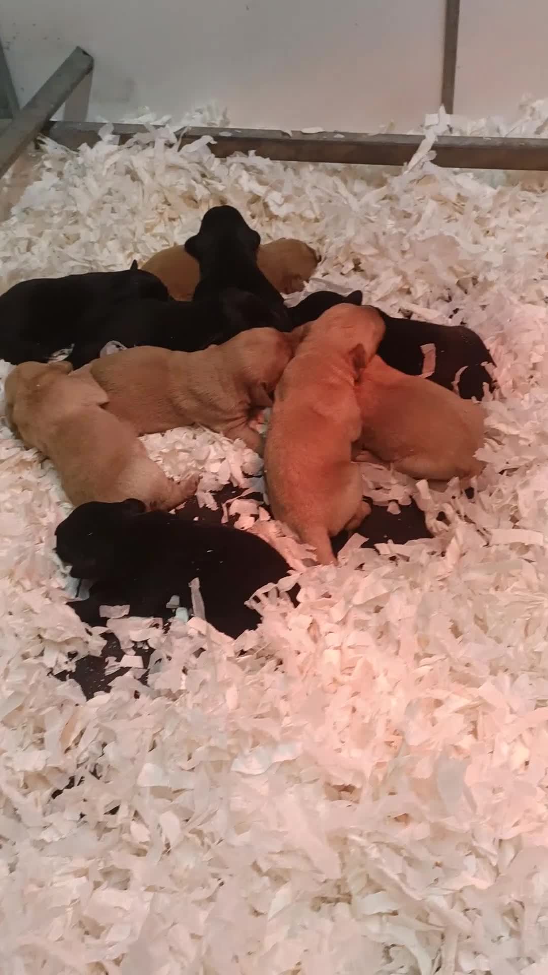 Labrador Retriever dogs for sale: Working Labrador, health tested parents - Video 1