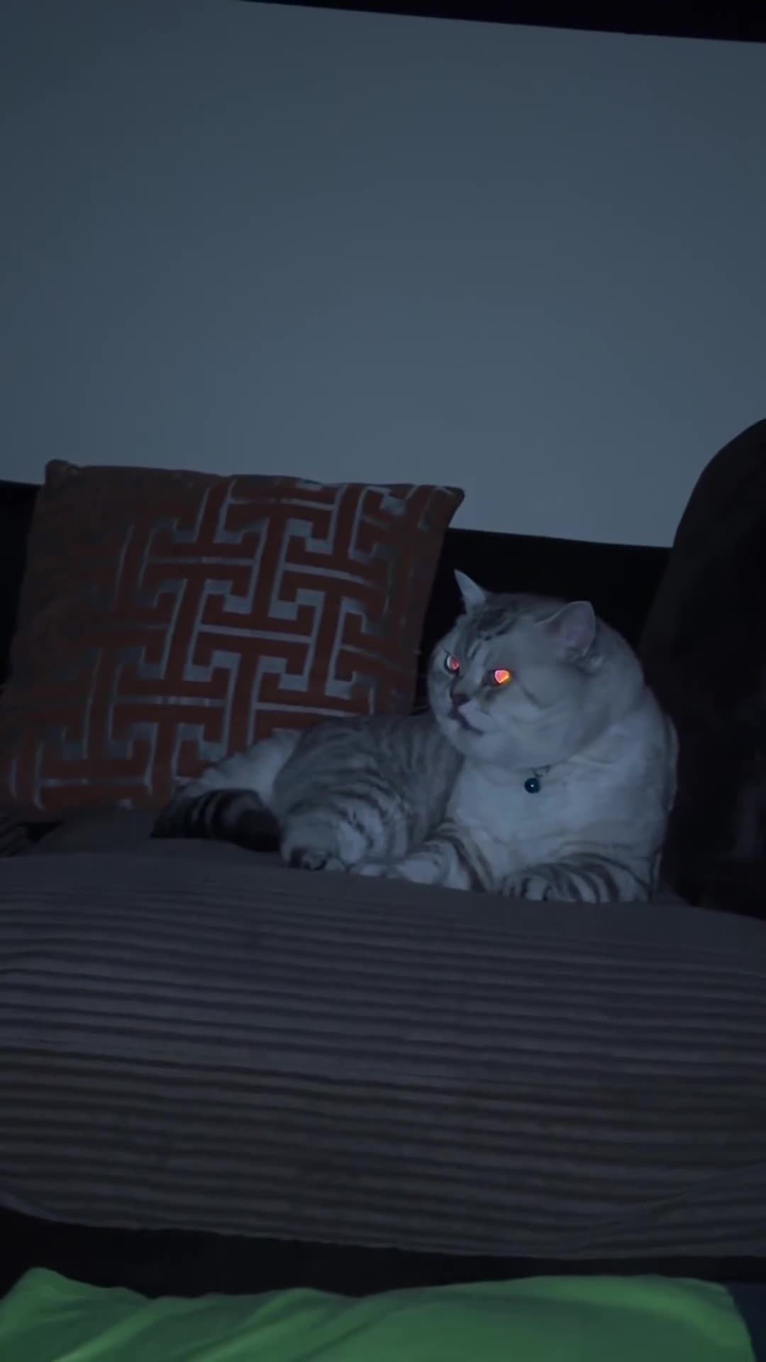 Mixed Breed cats for sale: 🩵 Blue eyed boy Brucie  🩵 - Video 3