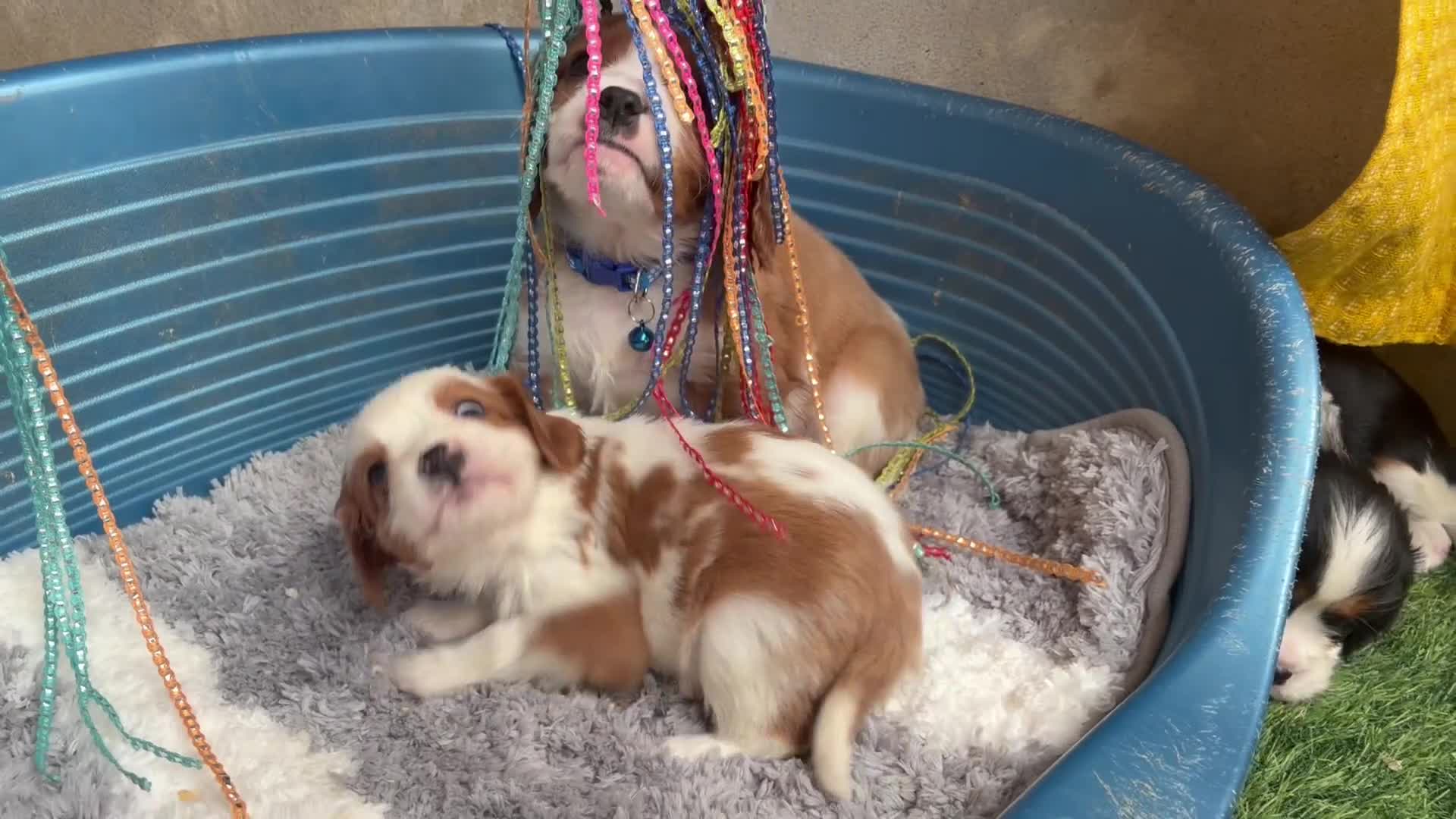 Cavalier King Charles Spaniel dogs for sale: 🐾Cavalier King Charles Spaniels- Dad DNA tested🐾 - Video 1