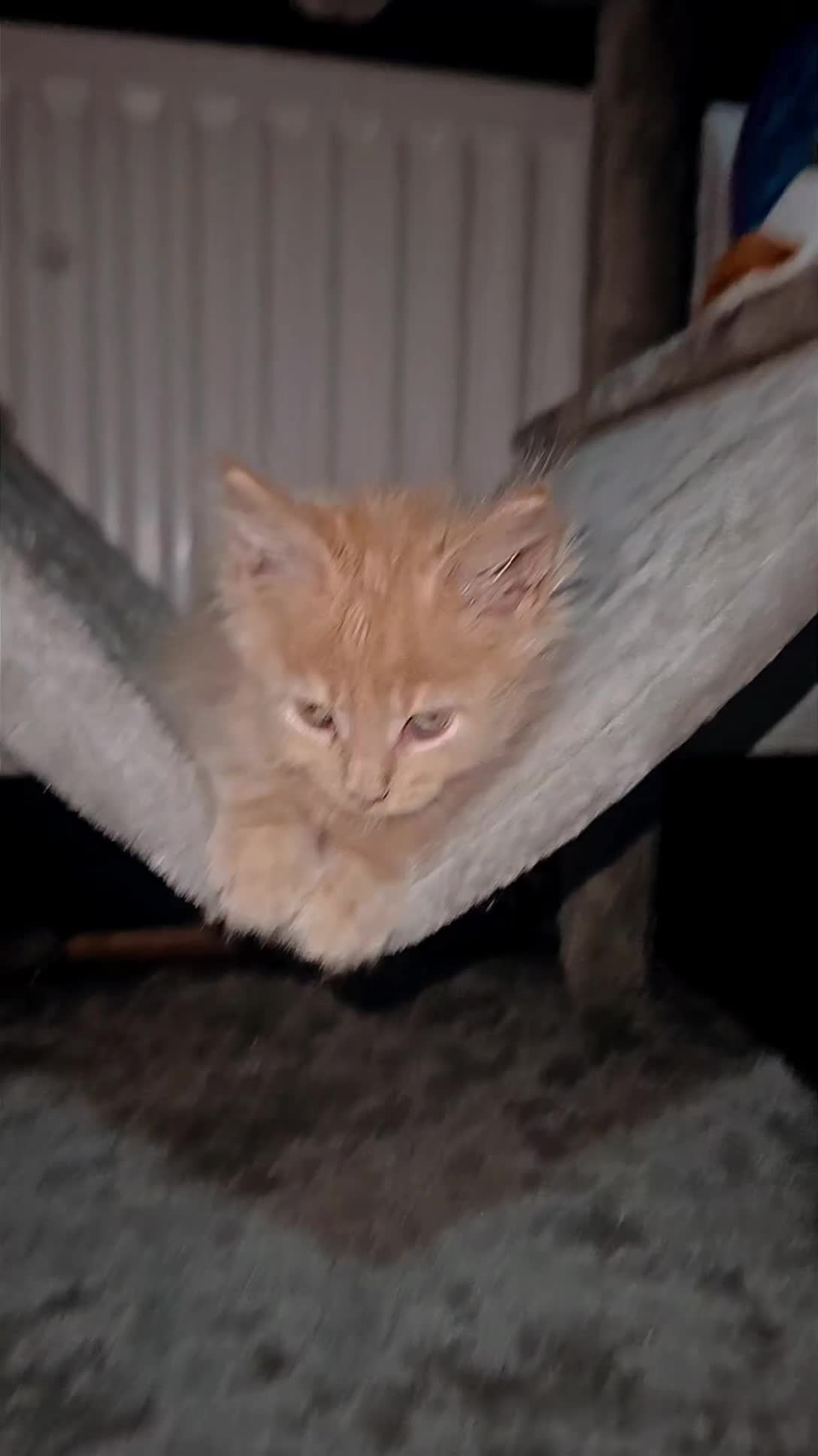 Maine Coon cats for sale: 2 purebred male mainecoons  - Video 4