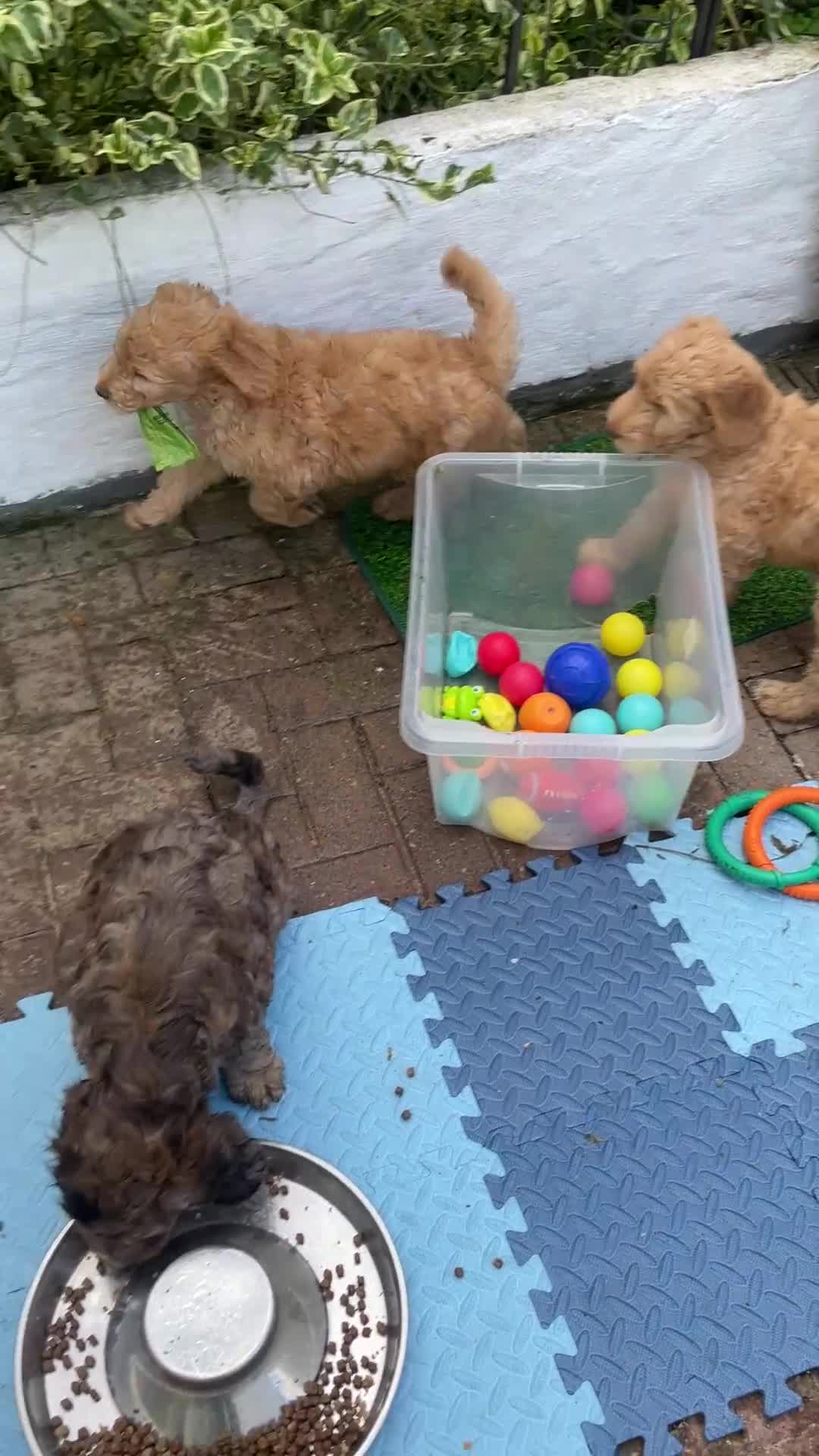 Double Doodle dogs for sale: Ultimate Double Doodles - lovely temperaments - Video 2